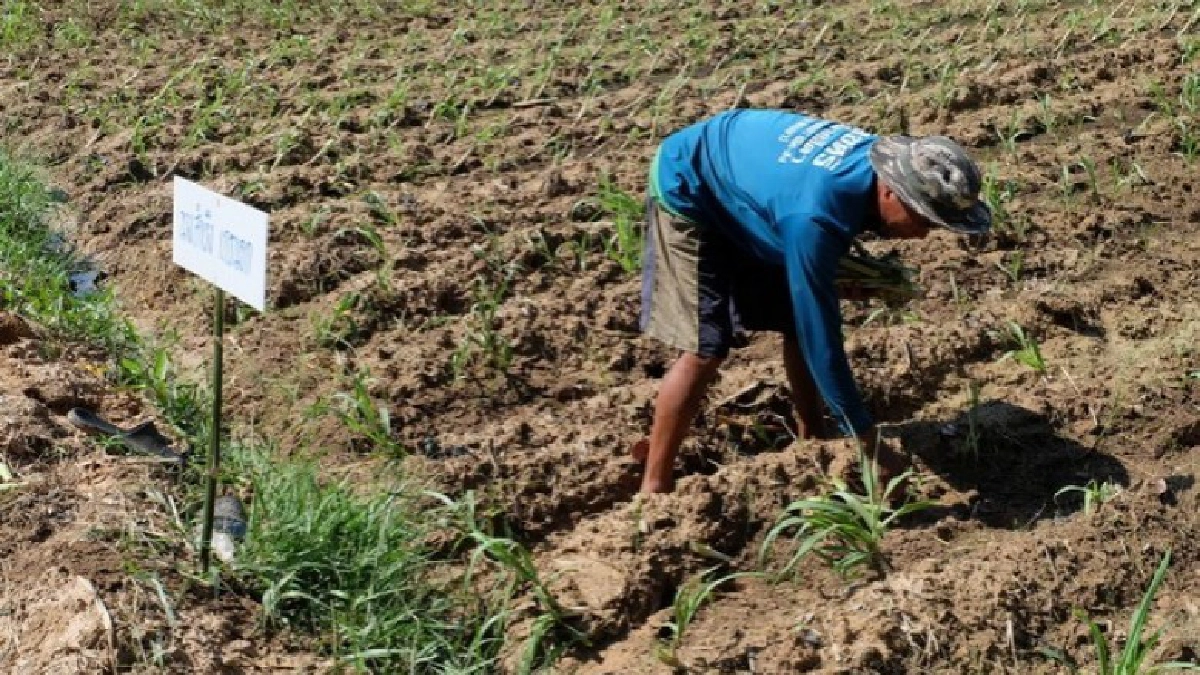 วังหินโมเดล เกษตรกรยิ้มได้ 