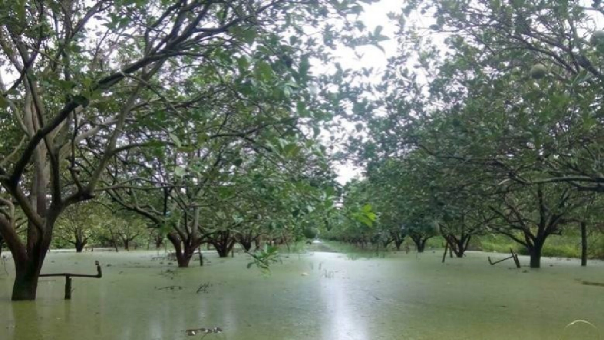 พิจิตร-น้ำฝนท่วมขังสวนส้มโอเสี่ยงเสียหายหากท่วมนาน พิจิตร-น้ำฝนท่วมขังสวนส้มโอเสี่ยงเสียหายหากท่วมนาน