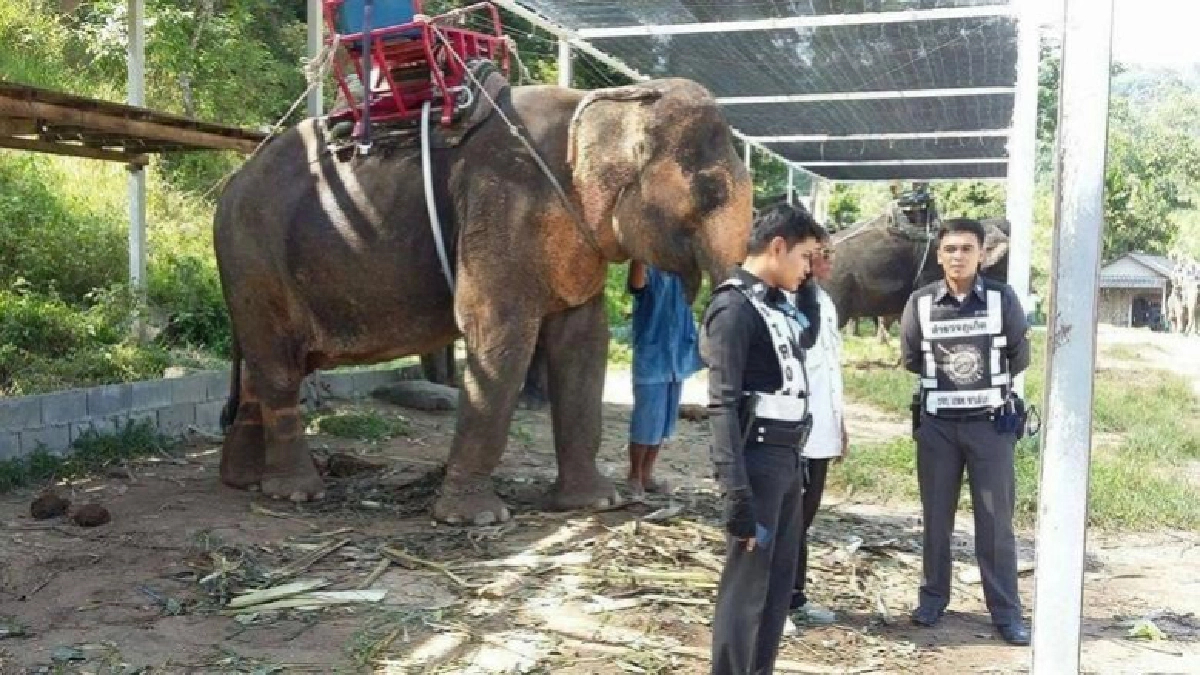 พบเบาะแสช้างถูกสวมรูปพรรณ พบเบาะแสช้างถูกสวมรูปพรรณ