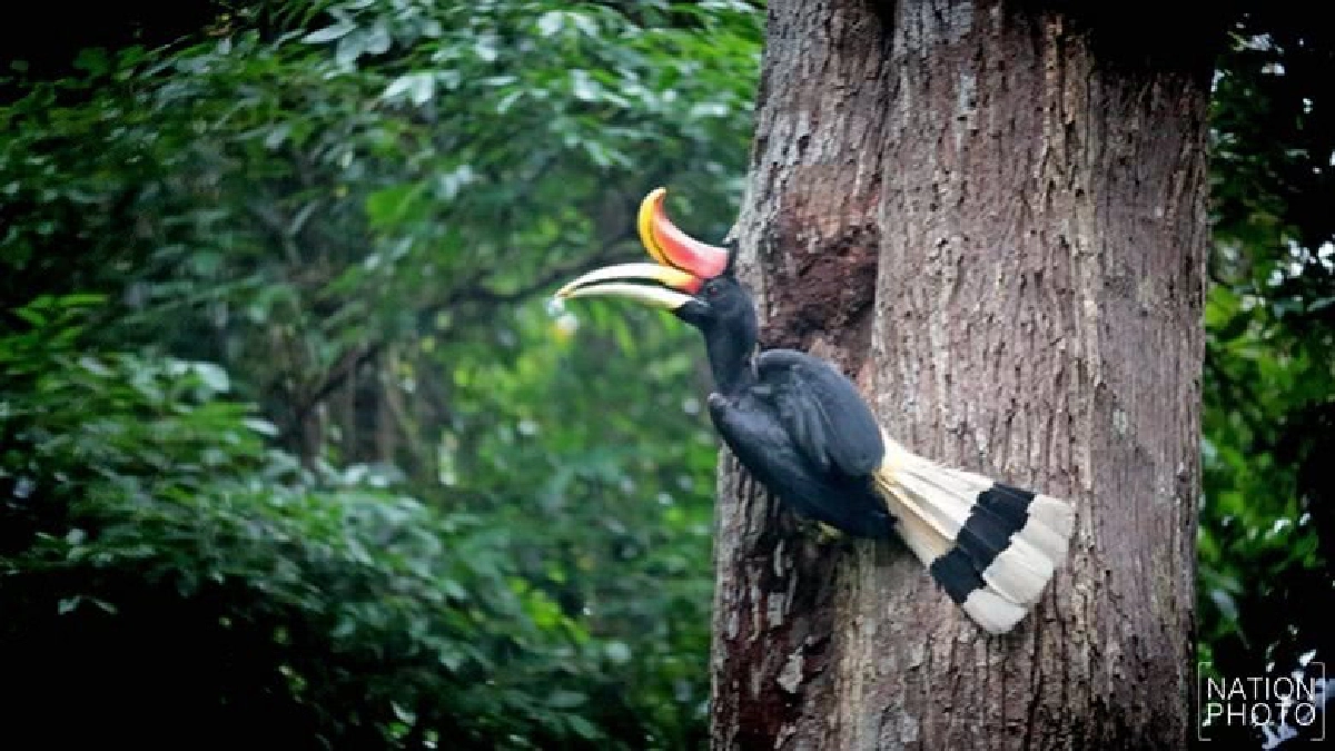 ป่าอยู่ นกอยู่ คู่บูโด "ชุมชนแห่งนกเงือก" ป่าอยู่ นกอยู่ คู่บูโด "ชุมชนแห่งนกเงือก"