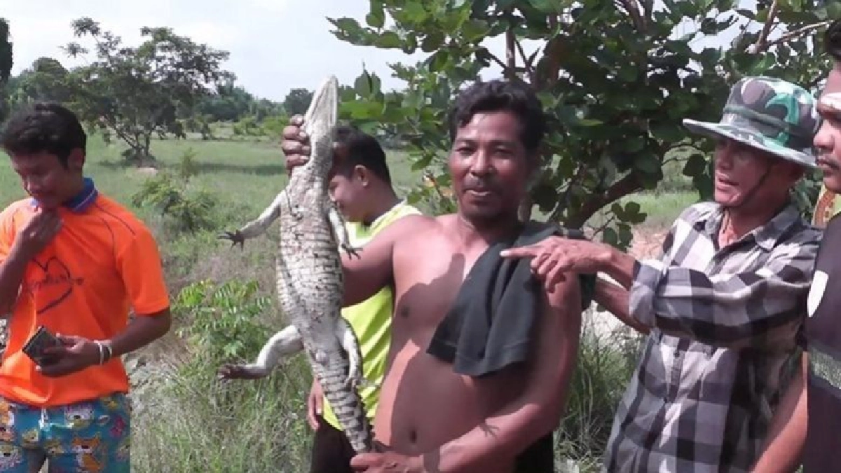 ชาวบ้านโล่งอกจับจระเข้วัดหลุดลงบ่อน้ำได้แล้ว