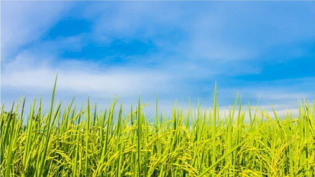 กรมการข้าวเดินหน้า โครงการส่งเสริมการผลิตข้าวอินทรีย์