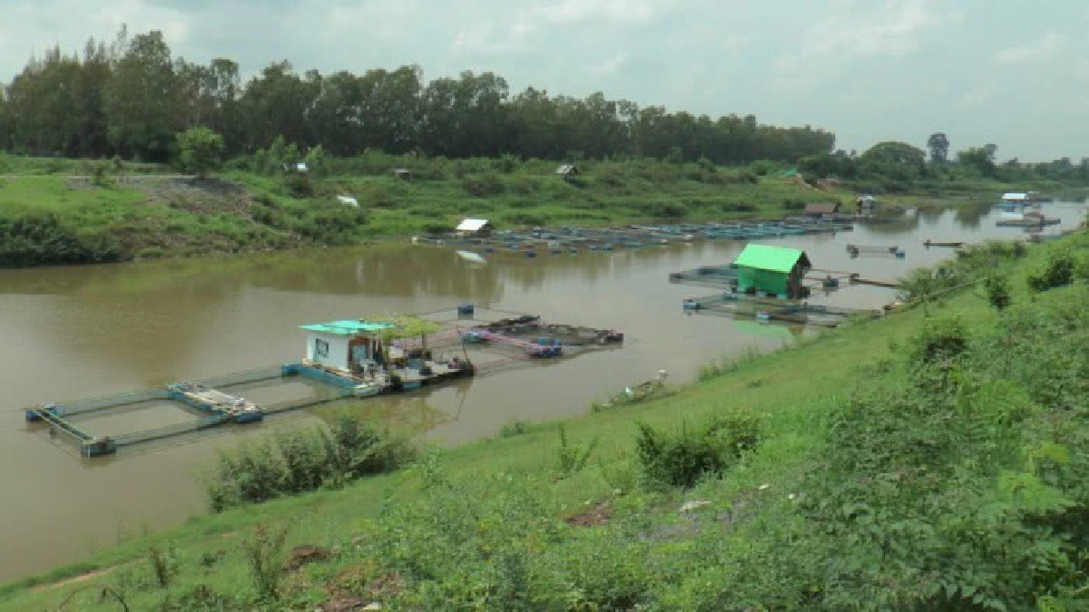 แม่น้ำมูลพ้นวิกฤติน้ำฝนมาช่วย เกษตรกรเฮเร่งจับปลากระชังขาย