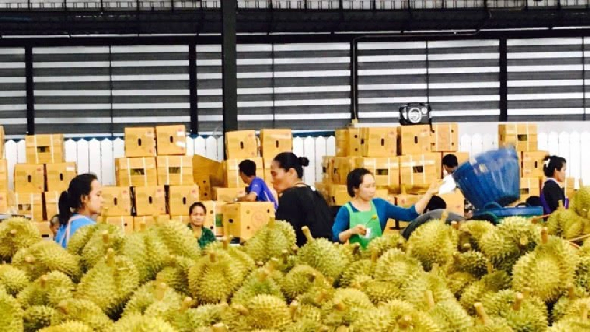 คลังจับมือแบงก์รัฐช่วยเกษตรกรรวมตัวเป็นล้งส่งออกสินค้าเกษตร คลังจับมือแบงก์รัฐช่วยเกษตรกรรวมตัวเป็นล้งส่งออกสินค้าเกษตร