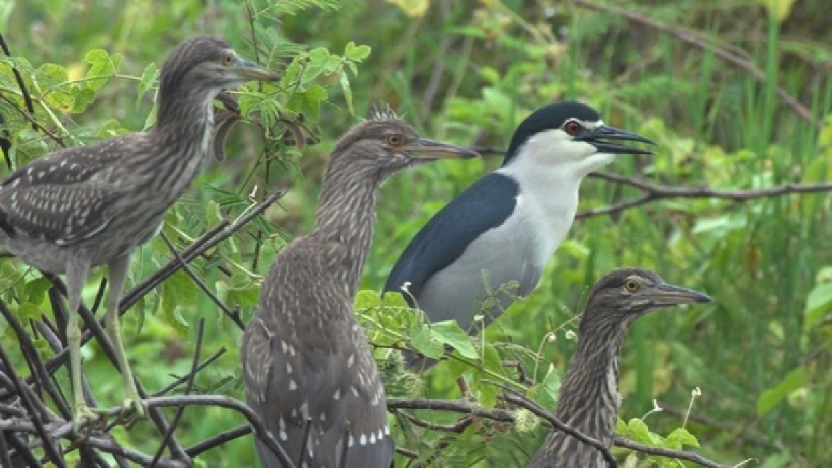 จังหวะชีวิต 'นกกระเรียน ราชินีแห่งนกน้ำ' จังหวะชีวิต 'นกกระเรียน ราชินีแห่งนกน้ำ'