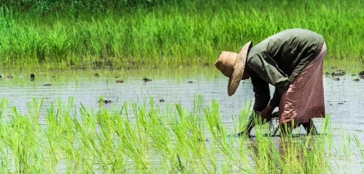 ก.เกษตรฯของบ4.7พันล้านปรับ-ลดพื้นที่ปลูกข้าว