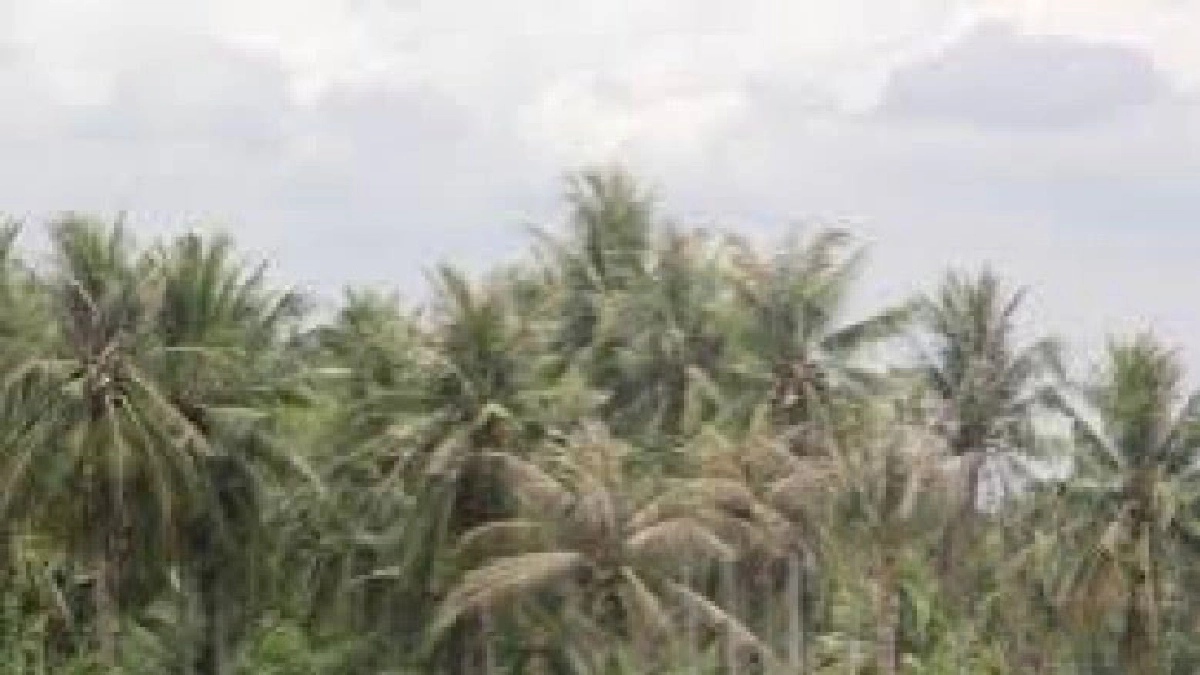 เกษตรฯงัดมาตรการทางกฎหมายคุมพื้นที่หนอนหัวดำมะพร้าวระบาด