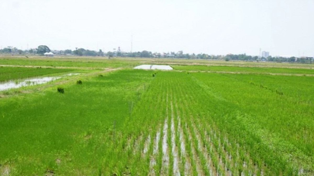 สหกรณ์เดินหน้าส่งเสริมเกษตรแปลงใหญ่