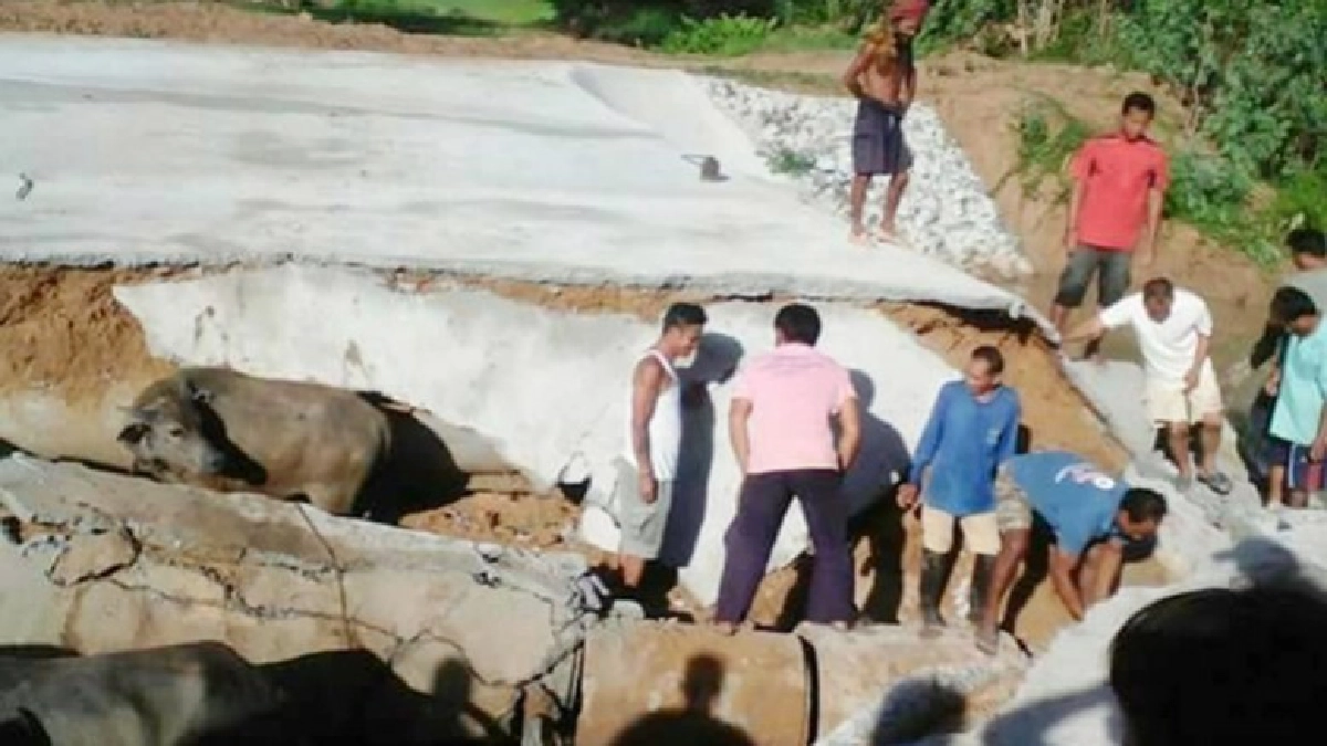 น้ำหลากเซาะทำนบปูนทรุดตัวควายที่กำลังเดินข้ามตกทั้งฝูง น้ำหลากเซาะทำนบปูนทรุดตัวควายที่กำลังเดินข้ามตกทั้งฝูง