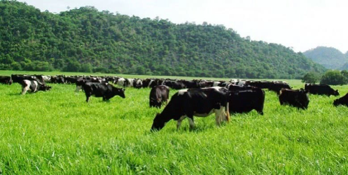 อ.ส.ค.จับมือ มทร.ล้านนาสร้างเอสเอ็มอีผลิตภัณฑ์นม