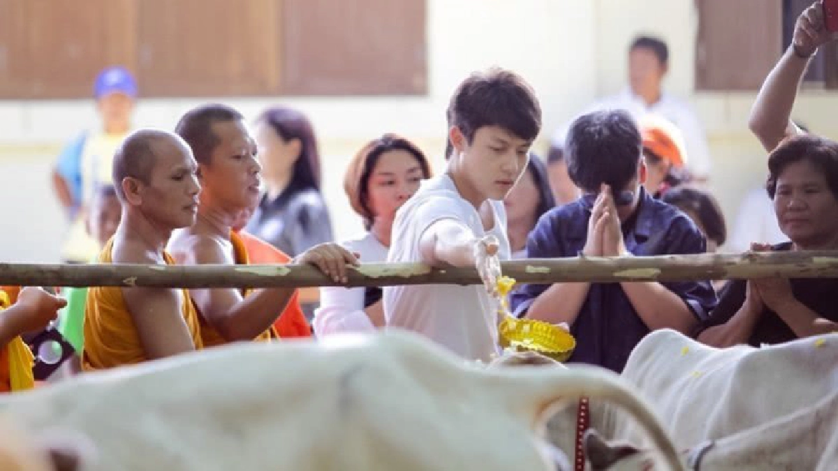 ‘หมาก’ เดินสายทำบุญไถ่ชีวิตโค-กระบือ