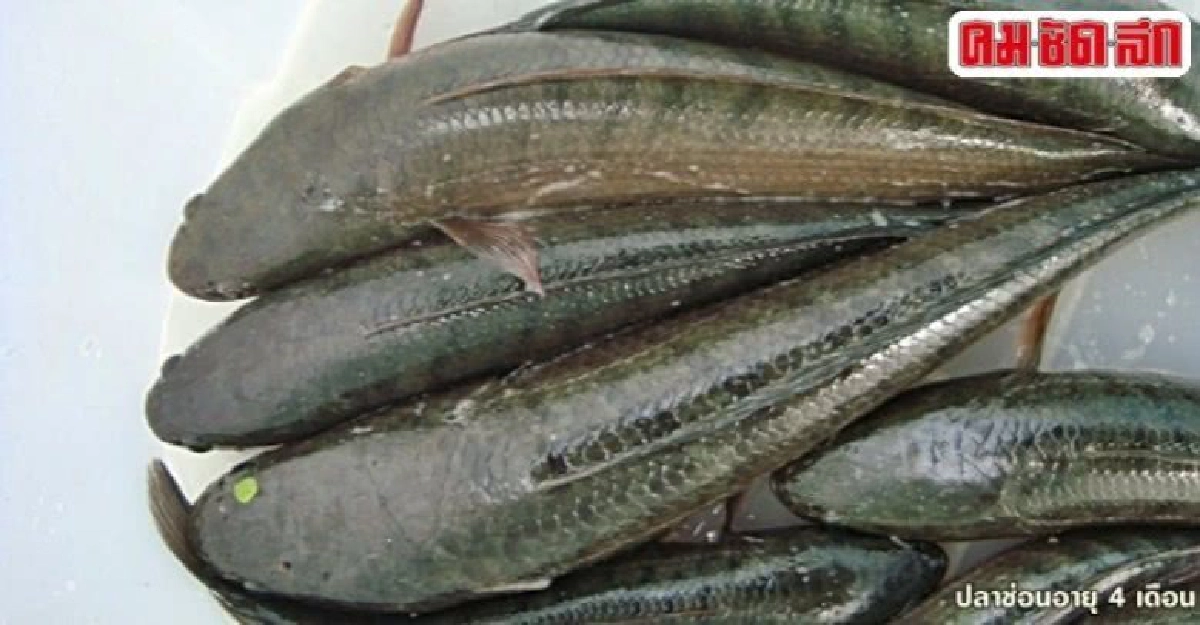 เกษตรร่วมกับเบทาโกร ส่งเสริมเลี้ยงปลาช่อนในพื้นที่ปลูกข้าว