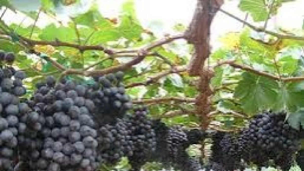 ปลูกองุ่นบิวติ้ซิสเลช ตามแนวทางโครงการหลวง สร้างรายได้ดี 