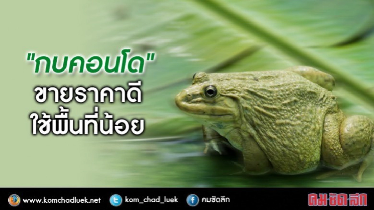 อ๊บ..อ๊บ..เลี้ยง"กบคอนโด" 