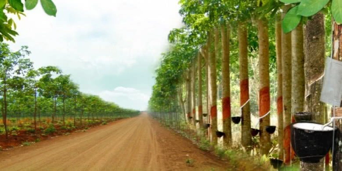 ชงครม.ออก4มาตรการ ช่วยสวนยางรับราคาร่วง