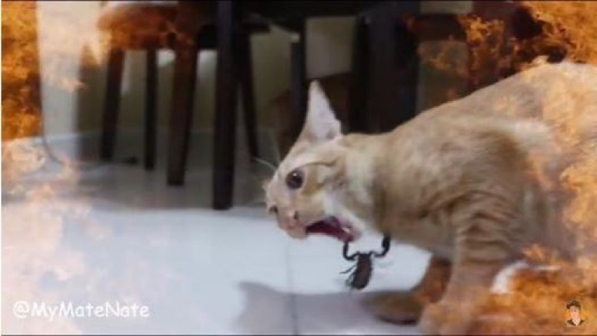 แห่ลงชื่อ!! เรียกร้องดำเนินคดี "My Mate Nate" ทารุณสัตว์ 