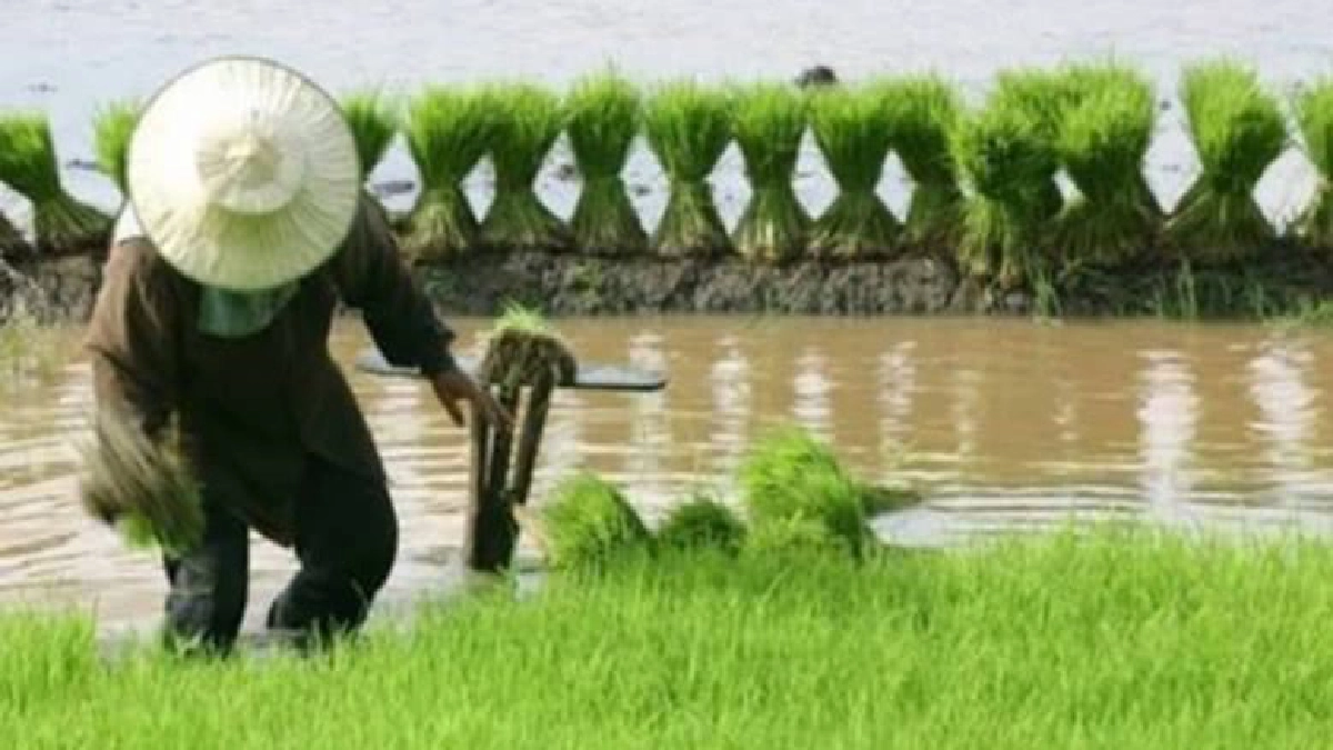 เกษตรกรต้องระวัง"โรคเมลิออยโดสิส"     