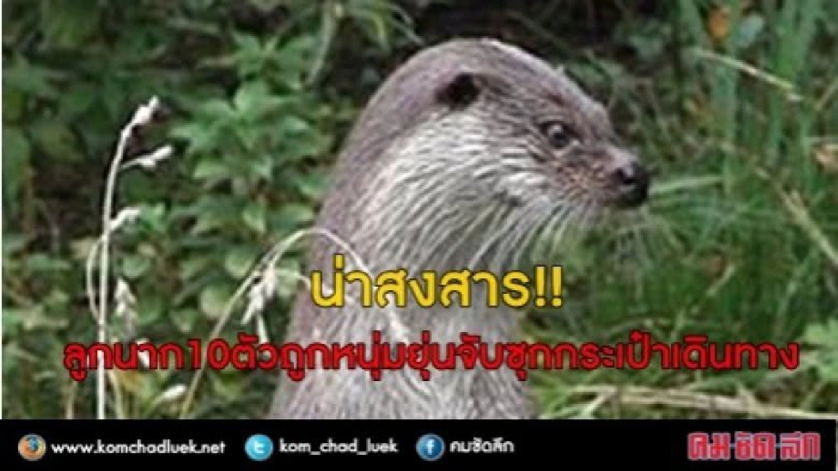 รวบหนุ่มยุ่นลอบขนลูกนาก10ตัวยัดกระเป๋ารอขึ้นเครื่อง รวบหนุ่มยุ่นลอบขนลูกนาก10ตัวยัดกระเป๋ารอขึ้นเครื่อง