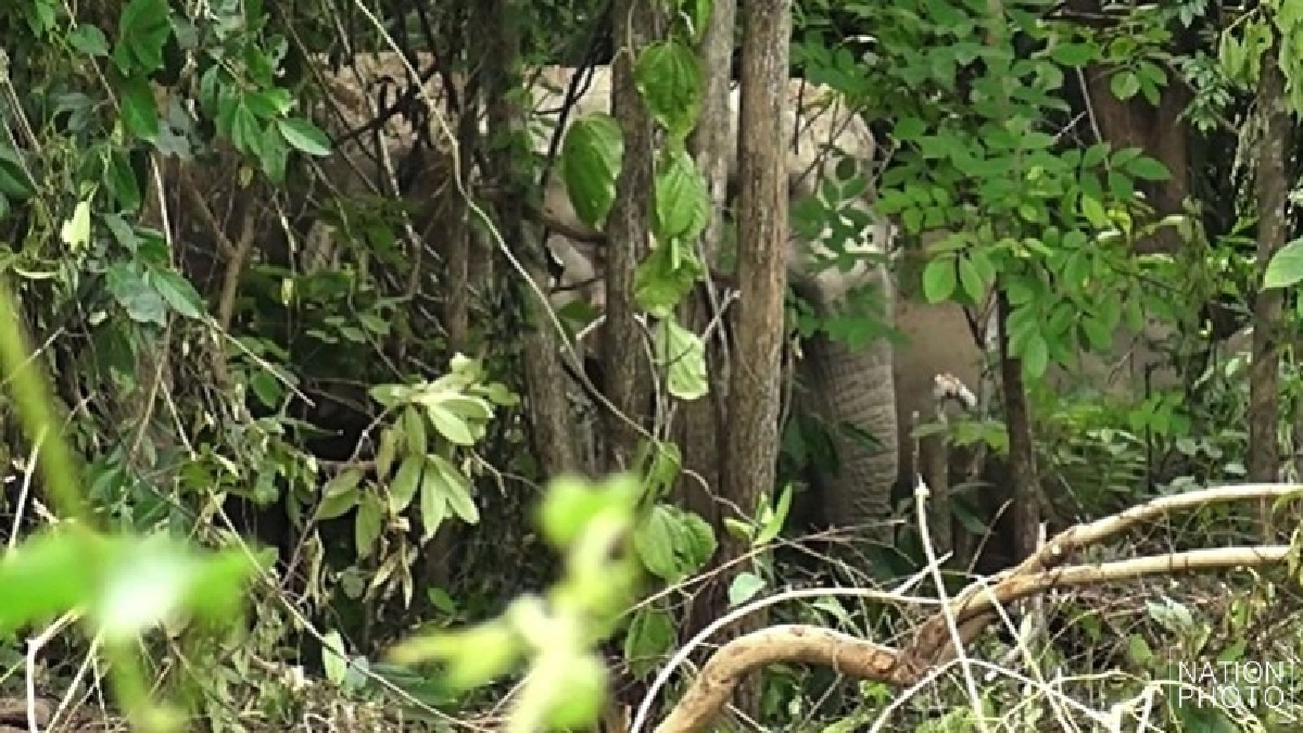 ช้างป่าบุกสวนชาวบ้านเสียหายกว่า200ไร่ ช้างป่าบุกสวนชาวบ้านเสียหายกว่า200ไร่