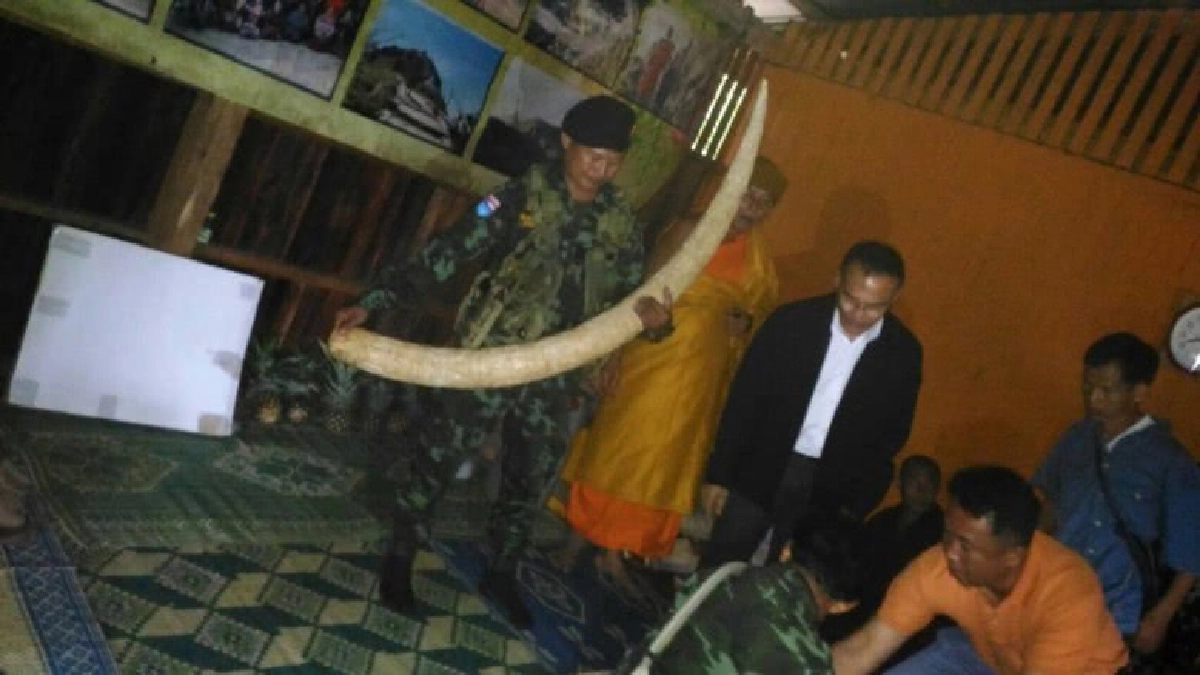 อดีต“ผู้ใหญ่บ้าน”ขโมยงาช้างรอดตัว อดีต“ผู้ใหญ่บ้าน”ขโมยงาช้างรอดตัว