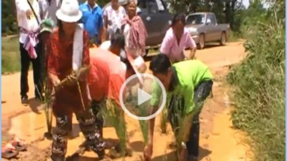 สุดทน!! ชาวบ้านปลูกข้าวประชดในบ่อน้ำกลางถนน สุดทน!! ชาวบ้านปลูกข้าวประชดในบ่อน้ำกลางถนน