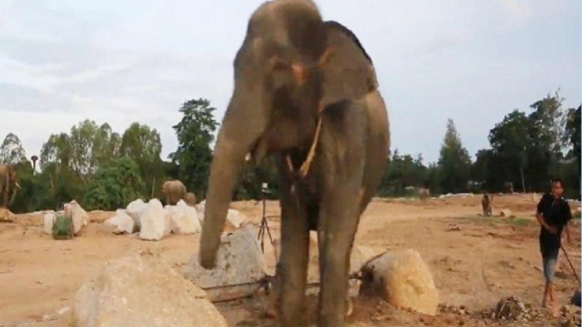 (คลิป)ลุ้นสุดๆ !! “ช้างพังน้องเมย์” เบ่งลูกน้อย