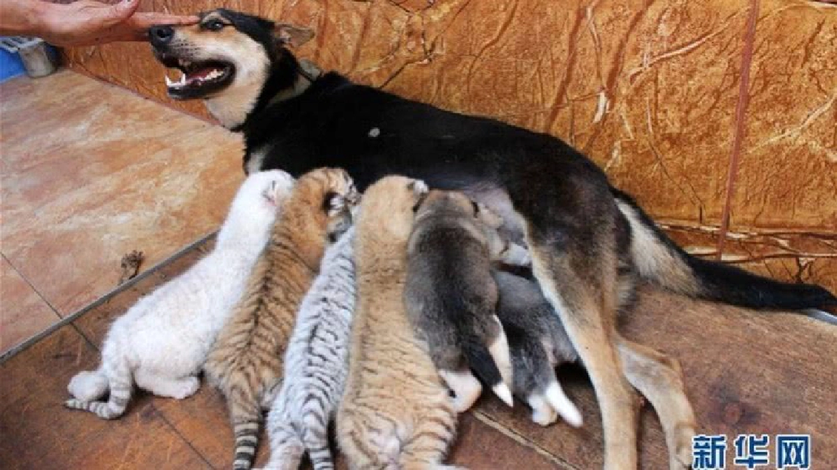 “แม่นมจำเป็น” เลี้ยงลูกเสือหลากสายพันธุ์ “แม่นมจำเป็น” เลี้ยงลูกเสือหลากสายพันธุ์