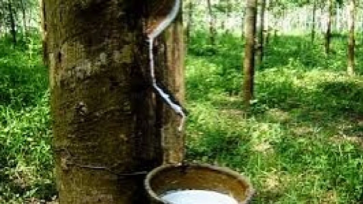 ชาวสวนยางรายย่อยเตรียมบุกกทม.20 มิ.ย.นี้ยื่นคำขาดแก้ราคายาง