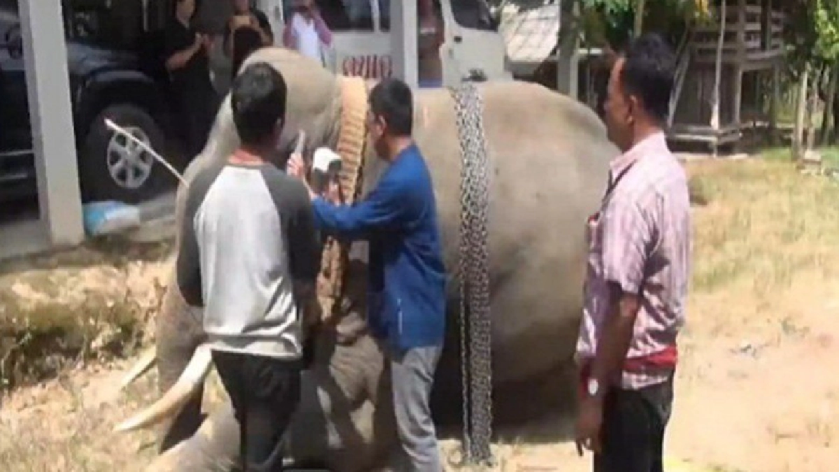 เจาะเลือดตรวจดีเอ็นเอป้องกันการนำ“ช้างป่า”มาสวมสิทธิ์