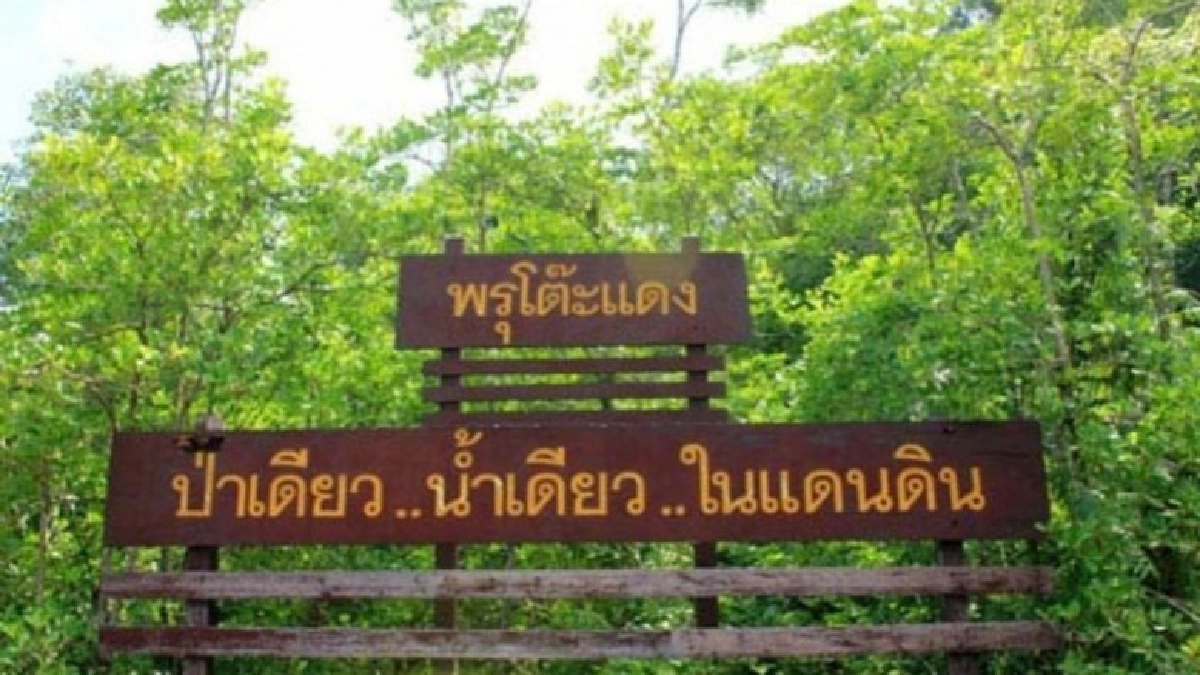 ศูนย์วิจัยและศึกษาธรรมชาติป่าพรุสิรินธร(ป่าพรุโต๊ะแดง) จ.นราธิวาส ศูนย์วิจัยและศึกษาธรรมชาติป่าพรุสิรินธร(ป่าพรุโต๊ะแดง) จ.นราธิวาส
