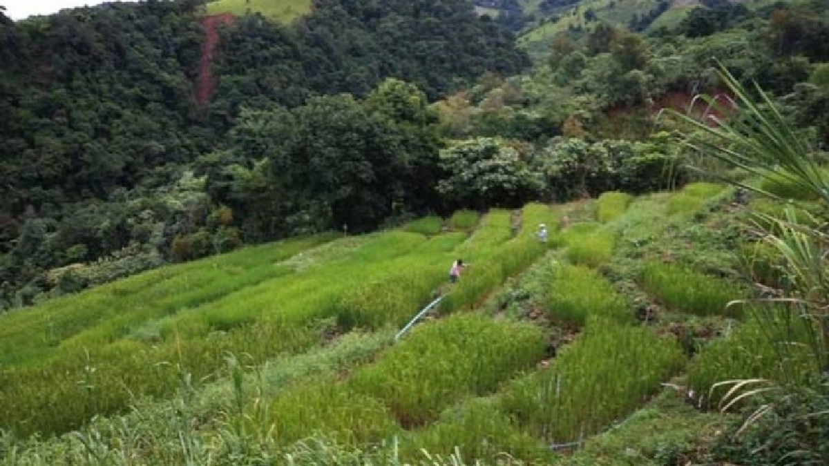 สถานีพัฒนาเกษตรที่สูงตามพระราชดำริ บ้านสะจุก-สะเกี้ยง จ.น่าน สถานีพัฒนาเกษตรที่สูงตามพระราชดำริ บ้านสะจุก-สะเกี้ยง จ.น่าน