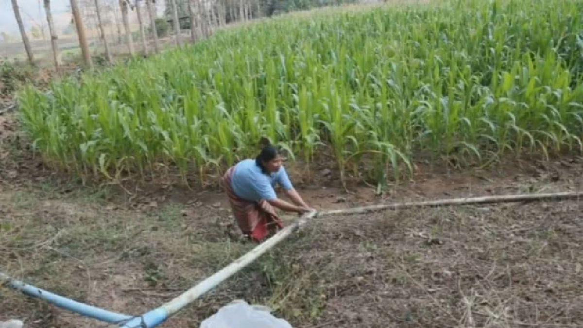 รัฐทุ่มงบ6พันล้านหนุนปลูกข้าวโพด