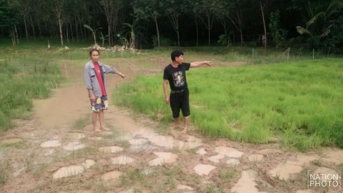 ช้างป่าภูวัวนับ 10 บุกลุยนาข้าวเสียหายเกือบ 10 ไร่ ช้างป่าภูวัวนับ 10 บุกลุยนาข้าวเสียหายเกือบ 10 ไร่
