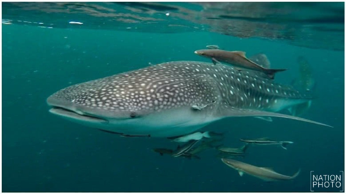 ฉลามวาฬโผล่ทะเลสามร้อยยอด ฉลามวาฬโผล่ทะเลสามร้อยยอด