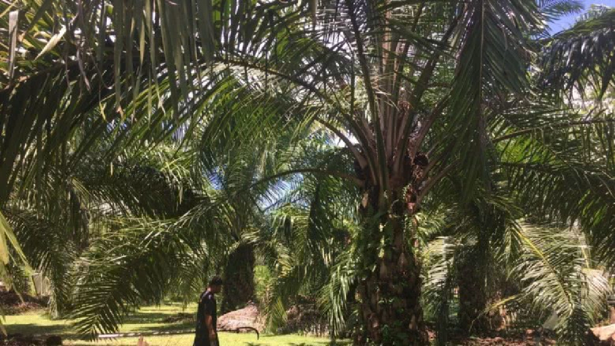 “บิ๊กฉัตร” ปลื้มนโยบายแปลงใหญ่ถูกทาง 