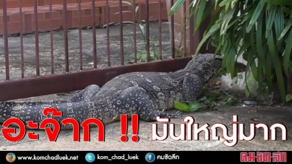ตะลึง !! ตัวเงินตัวทอง ขนาดใหญ่นอนขวางประตู