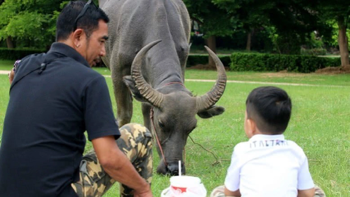 เด็กน้อยนั่งมองเจ้าทุย (ภาพชุด) เด็กน้อยนั่งมองเจ้าทุย (ภาพชุด)