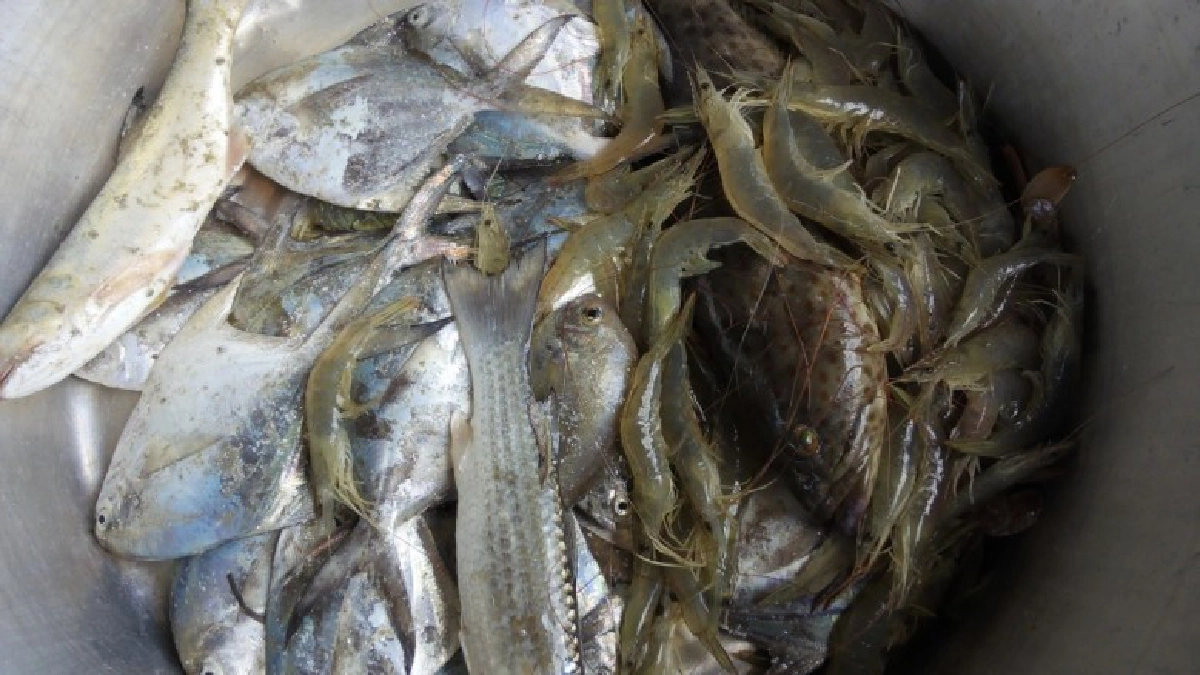 จับกุ้งทะเลมือเปล่าสร้างรายได้งาม จับกุ้งทะเลมือเปล่าสร้างรายได้งาม