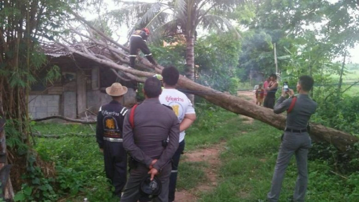 “ศรีวราห์สั่งช่วยชาวบ้านตัดต้นพะยูงล้มทับหลังคานาน3เดือน 