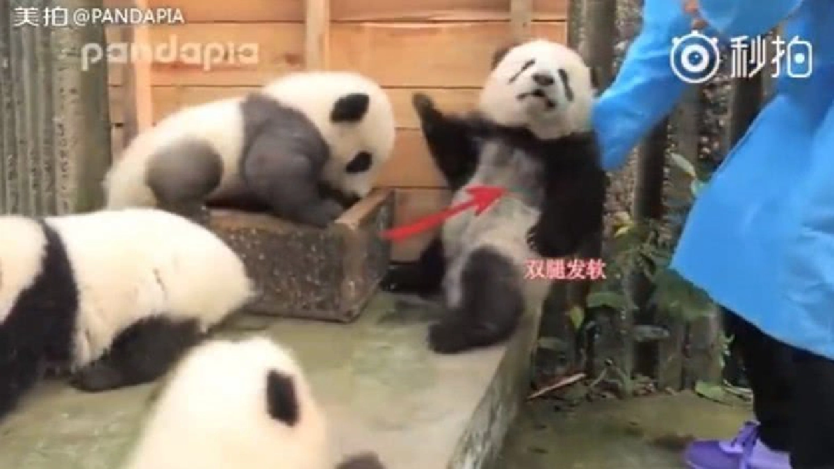 ยังไม่เนียนไปเรียนมาใหม่นะเจ้าหนูแพนด้า ยังไม่เนียนไปเรียนมาใหม่นะเจ้าหนูแพนด้า