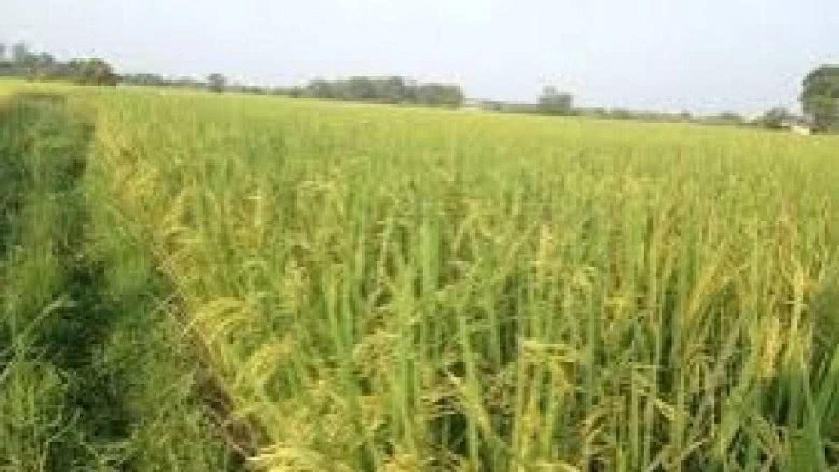 ครม.เห็นชอบดำเนินโครงการประกันภัยข้าวนาปี 2560 