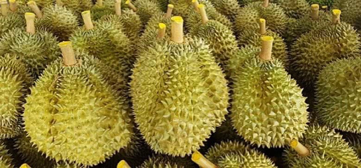 เตรียมชมชิมช้อปทุเรียนมังคุดคุณภาพดีเมืองจันท์