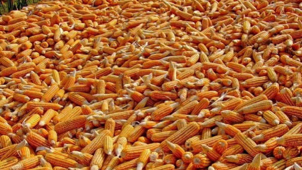 สศท.12 เจาะวิถีตลาดข้าวโพดเลี้ยงสัตว์ปากน้ำโพ