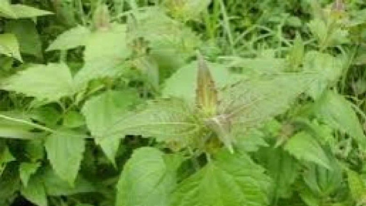 "สาบเสือ"ใบสดตำพอกปากแผลห้ามเลือด 