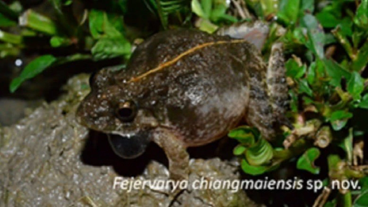 นักวิจัย ม.พะเยาเจ๋ง ค้นพบ "กบสายพันธุ์ใหม่ของโลก"