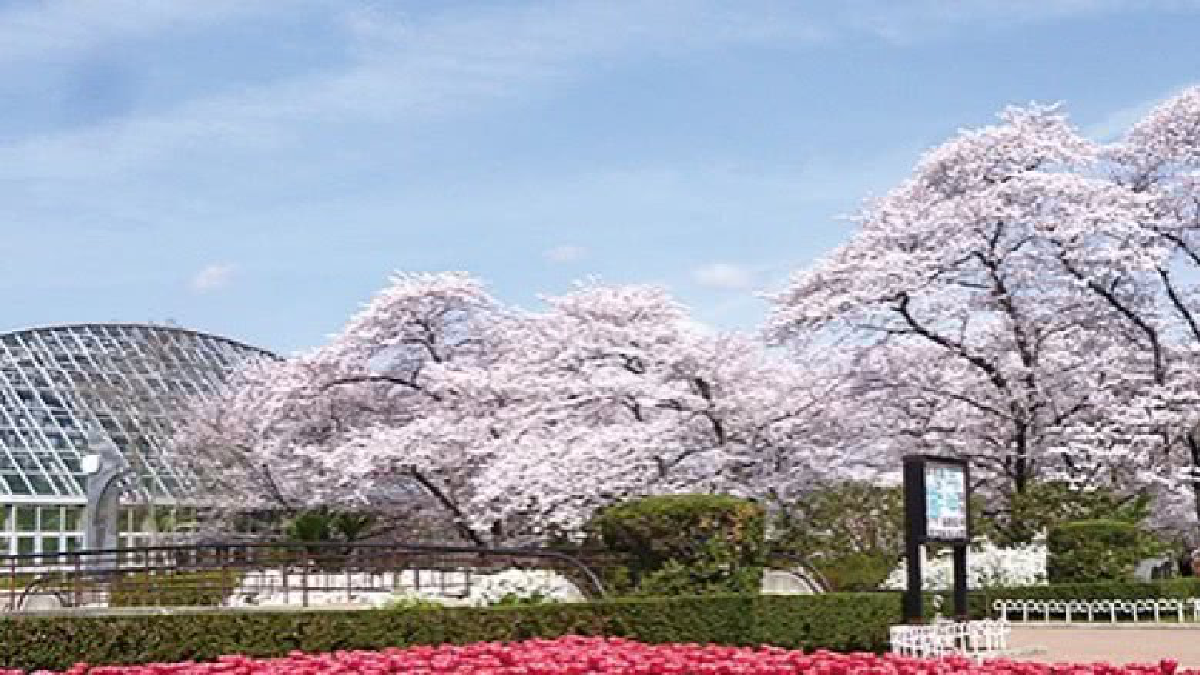 สวนพฤกษศาสตร์เกียวโต สวนพฤกษศาสตร์เกียวโต