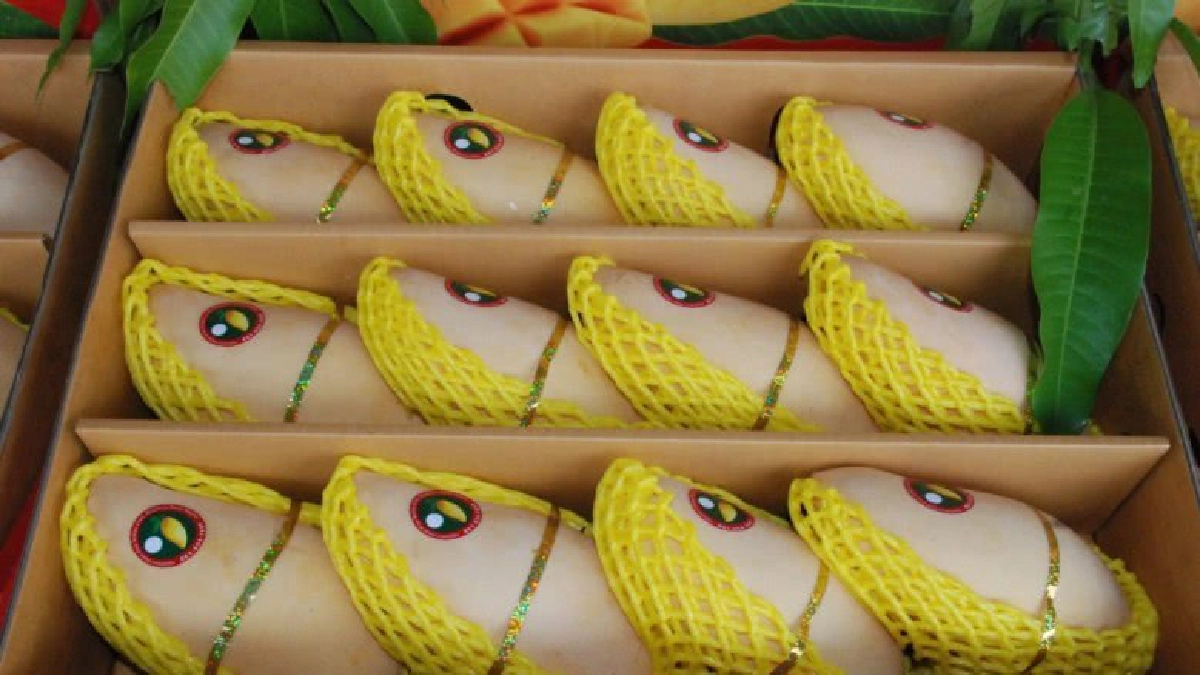 เมืองสองแควยกระดับผลผลิตมะม่วง มุ่งขยายตลาด