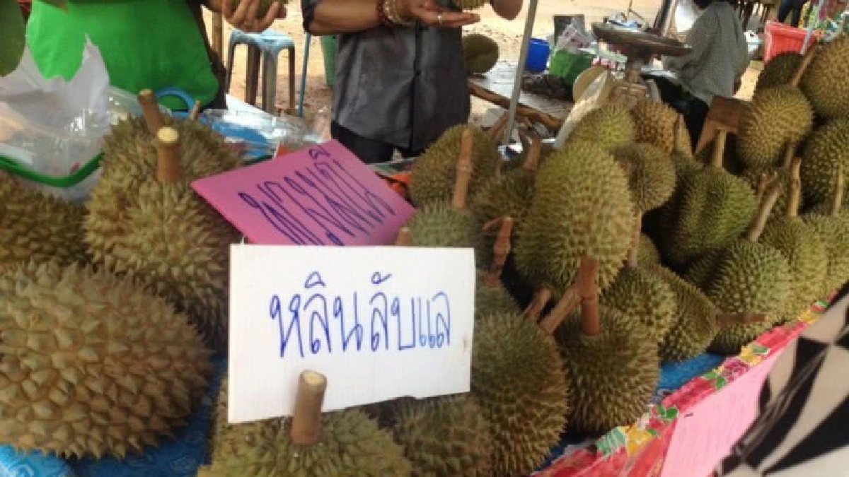 จัดใหญ่งานเทศกาลทุเรียนและผลไม้เมืองลับแล จัดใหญ่งานเทศกาลทุเรียนและผลไม้เมืองลับแล