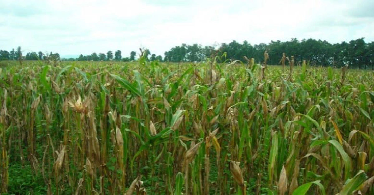 บูรณาการร่วมแก้ปัญหาการปลูกข้าวโพดเลี้ยงสัตว์จ.น่าน บูรณาการร่วมแก้ปัญหาการปลูกข้าวโพดเลี้ยงสัตว์จ.น่าน