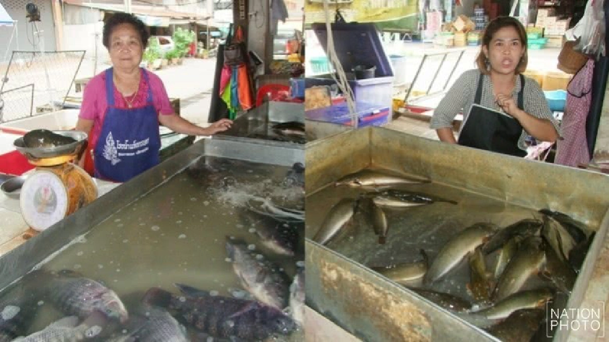 แม่ค้าบุรีรัมย์โวยถูกขโมยปลารายวัน 30 - 50 กก. แม่ค้าบุรีรัมย์โวยถูกขโมยปลารายวัน 30 - 50 กก.